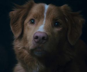 Ten film strzaska wasze serca, ale czy sprawdza się jako horror? Oceniamy film Good boy