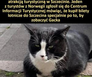 Memy o Szczecinie. Czasami pozostaje tylko humor