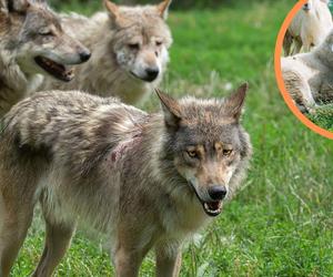 Wilki znów zaatakowały na Dolnym Śląsku. Mieszkańcy w strachu