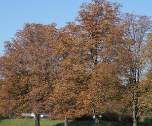 Park im. św. Jana Pawła II w jesiennych barwach