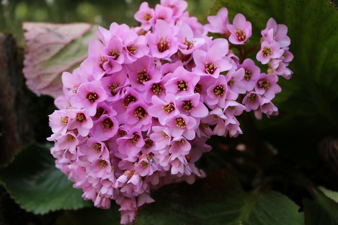 Bergenia
