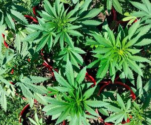 Areszt za uprawę marihuany. 