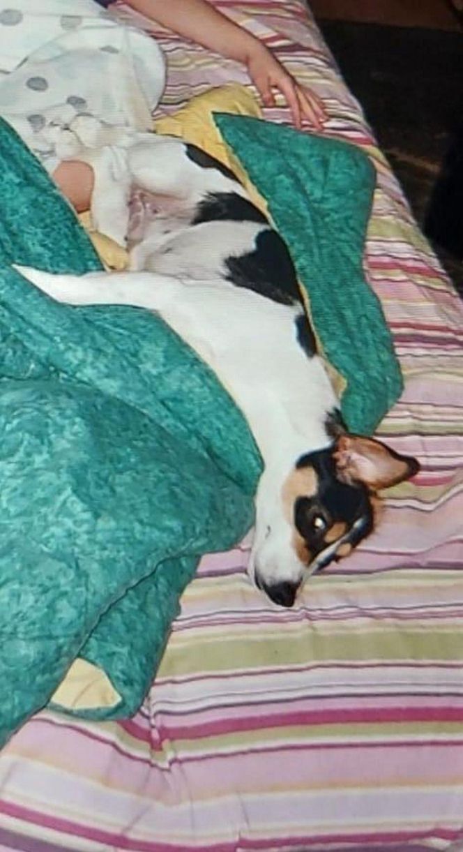 Za zabicie psa idzie za kratki