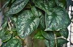 Scindapsus pstry 'Argyraeus' 
