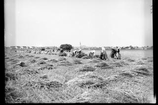 Złote pola czas skosić! Tak wyglądało żniwowanie w XX wieku. ZDJĘCIA