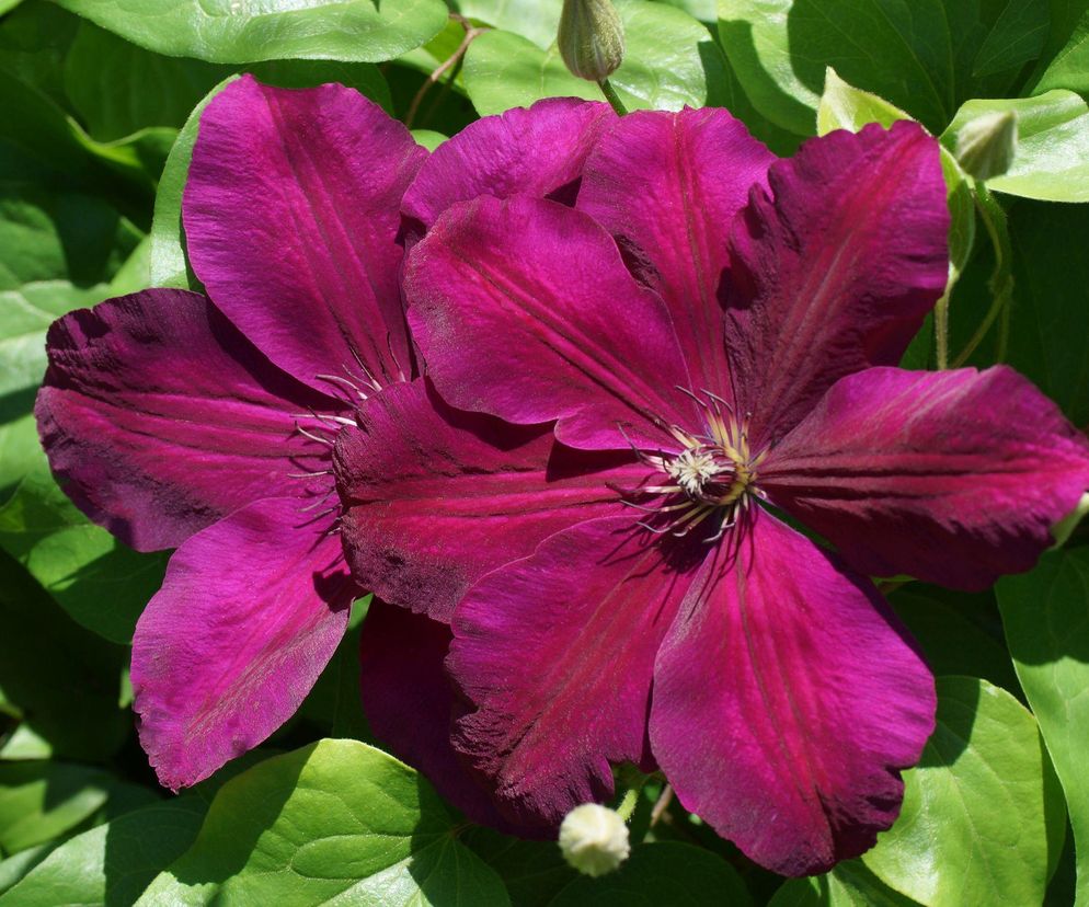 Jak przezimować tawułki i clematis uprawiane w donicach? 