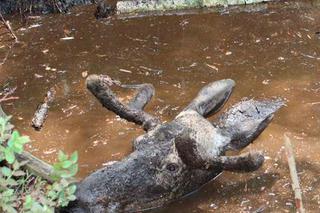 Łoś utknął w bagnie