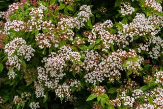 Kalina wawrzynowata - Viburnum tinus