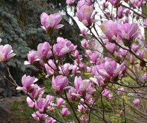 Magnolie - królowe ogrodów i skwerów 
