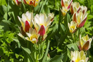 Tulipany Kaufmanna