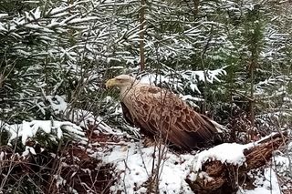 Ranny bielik znaleziony w woj. lubelskim