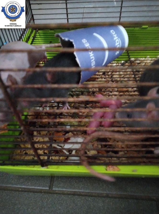 Dramatyczna interwencja w sklepie zoologicznym na Śląsku. Zwierzęta przetrzymywane w skandalicznych warunkach