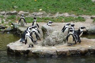 7 najlepszych ogrodów zoologicznych w Polsce. Przygotowaliśmy ranking!