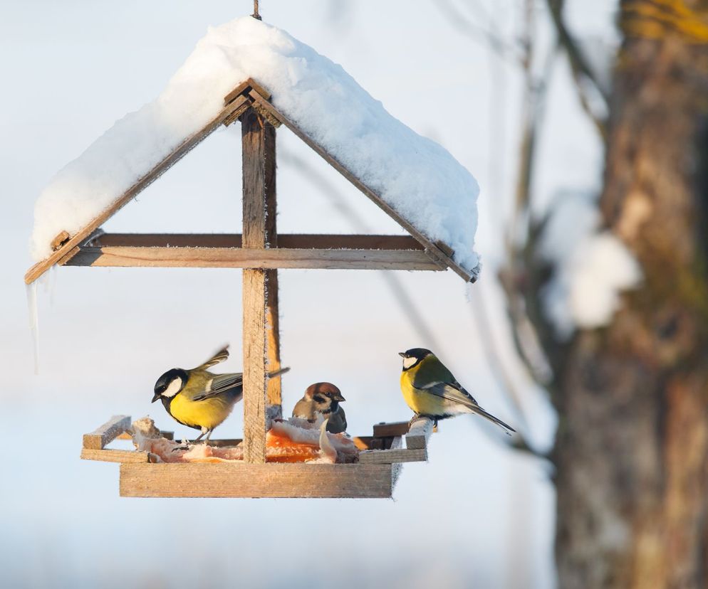 Dokarmianie ptaków