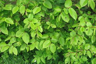 Grab pospolity - Carpinus betulus
