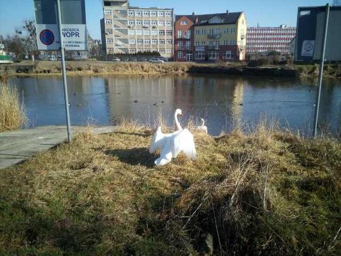 Łabędź spacerował w centrum Szczecina