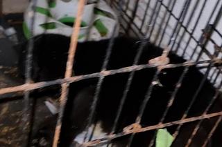 37 martwych zwierząt w siedzibie toruńskiej fundacji. Sprawie ma się przyjrzeć prokurator