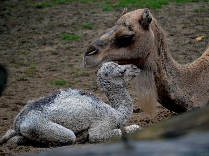 Wielbłądziatko przyszło na świat we wrocławskim zoo