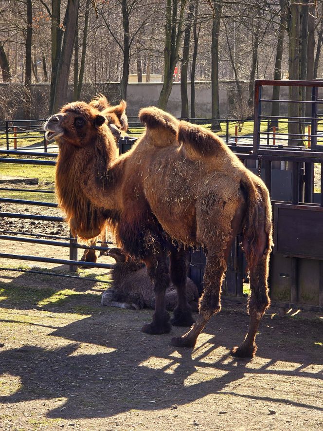 W Śląskim Ogrodzie Zoologicznym narodził się maleńki wielbłąd. Franek już teraz skrada serca