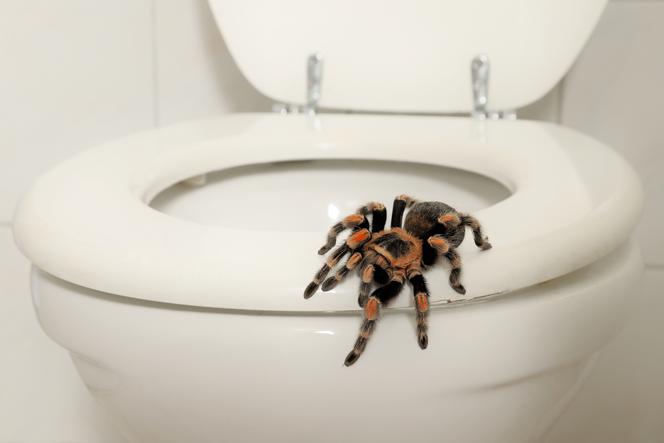 Szok! Kobieta została ugryziona przez jadowitego pająka, gdy siedziała na toalecie. Mogła umrzeć!