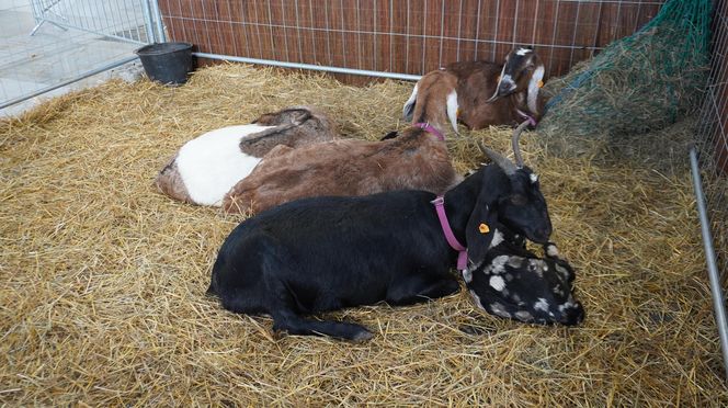 ZOOPARK w Lublinie. „Postawiliśmy na polski las. Chcemy promować nasze zwierzątka”