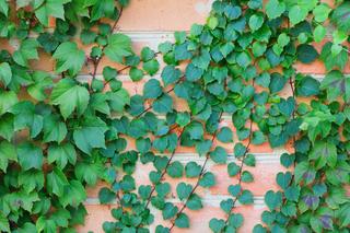 BLUSZCZYK KURDYBANEK