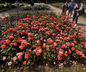 Ogród Różany w Szczecinie 