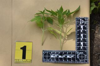 Górowo Iławeckie. Konopie indyjskie zamiast pomidorów. Policja ujawniła nielegalną uprawę [FOTO]