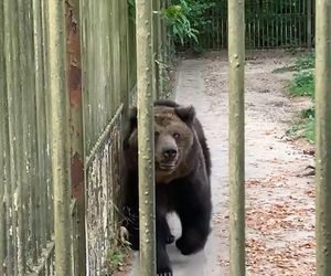 Nienaturalne zachowanie egzotycznych zwierząt w bydgoskim zoo. „Ta zmiana klimatu ma na nie wpływ” 