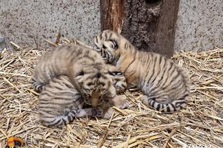 Tygrysy w opolskim zoo