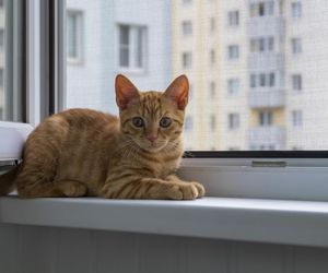 Siatka na balkon dla kota - rodzaje