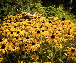 Rudbekia błyskotliwa