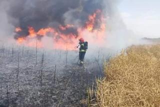 Gigantyczny pożar w okolicy Brzeska. Spłonęło ponad 100 hektarów [WIDEO, ZDJĘCIA]