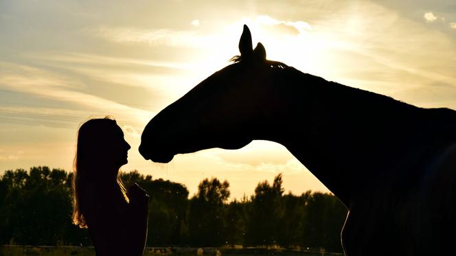 Będzie emerytura dla psów i koni! Nowa ustawa poprawi los zwierząt w Polsce