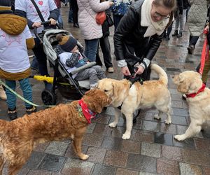 Golden Retriever WOŚP w Poznaniu