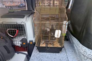 Puchate maleństwo konało z zimna na śmietniku. Wstrząsające