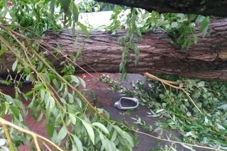 Burza w Łodzi. Drzewa wyrwane z korzeniami. Ogromne rozlewiska na ulicach