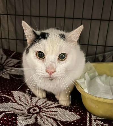 Kot do adopcji w zielonogórskim schronisku