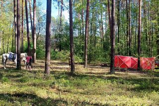 Tragedia na Lubelszczyźnie. 14-latka zginęła po upadku z konia