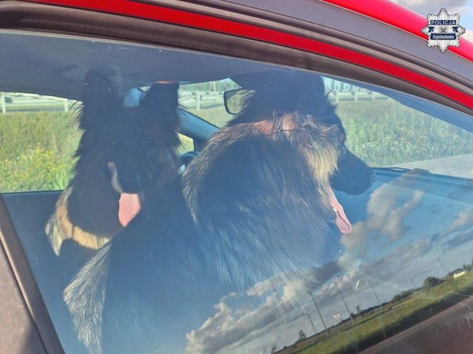 Policjantka z Częstochowy uratowała psy na S5