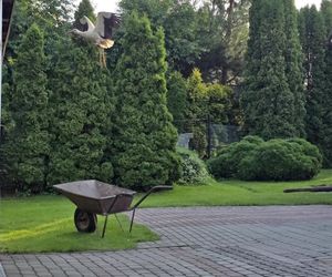 Kajtek bocian podwórkowy