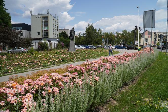 Nowe kwiaty i rośliny w Kielcach. Zobacz jak wyglądają