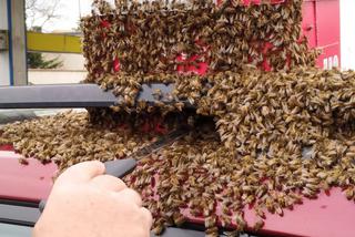 Golub-Dobrzyń: Rój pszczół zaatakował samochód. Starosta własnoręcznie załatwił sprawę [ZDJĘCIA]