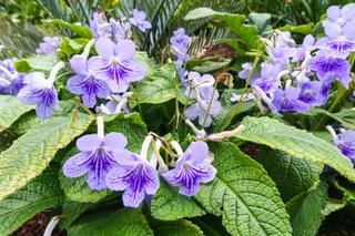 Skrętnik (Streptocarpus)