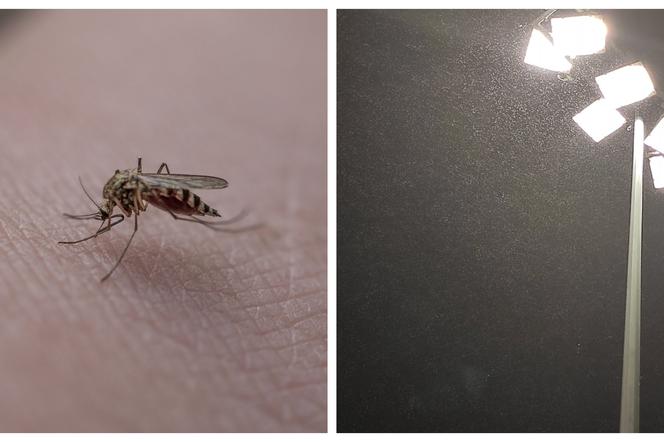 Plaga komarów w Polsce. Gdzie jest najgorzej? Są naprawdę wszędzie