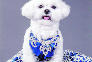 Oto najbogatszy pies świata