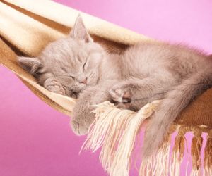 Choroba kociego pazura: przyczyny, objawy, diagnostyka, leczenie