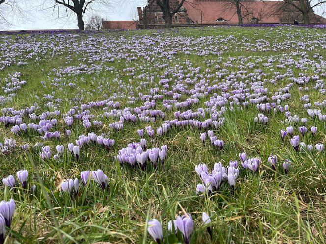 Krokusy na Wałach Chrobrego