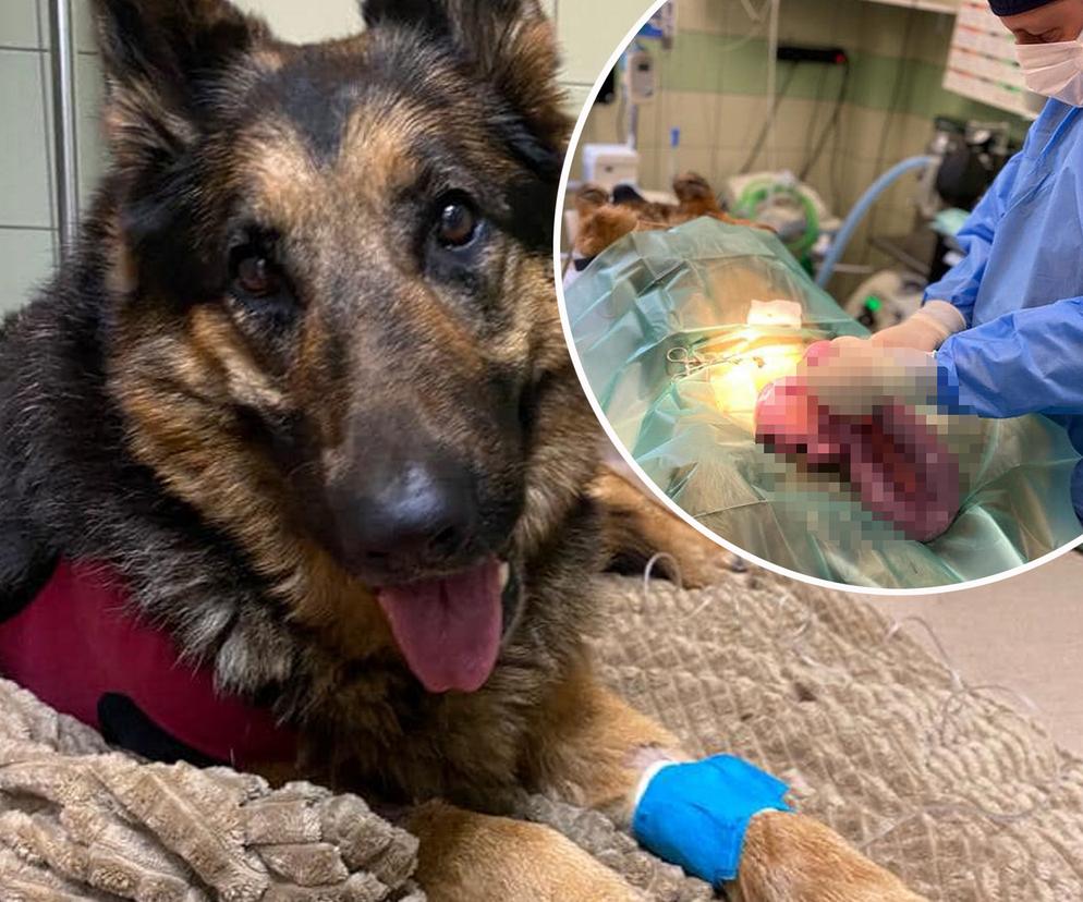 Suczka Sandi na operacji