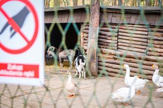 Kamery zwiększą bezpieczeństwo w mini zoo w Sosnowcu. Trwa instalacja 16 urządzeń